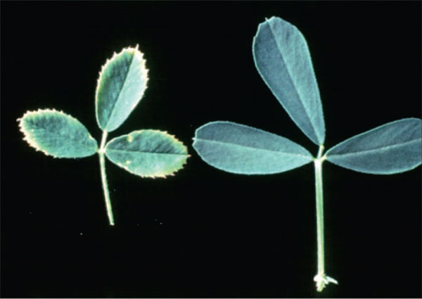 نشانه های مسمومیت بر در برگ یونجه